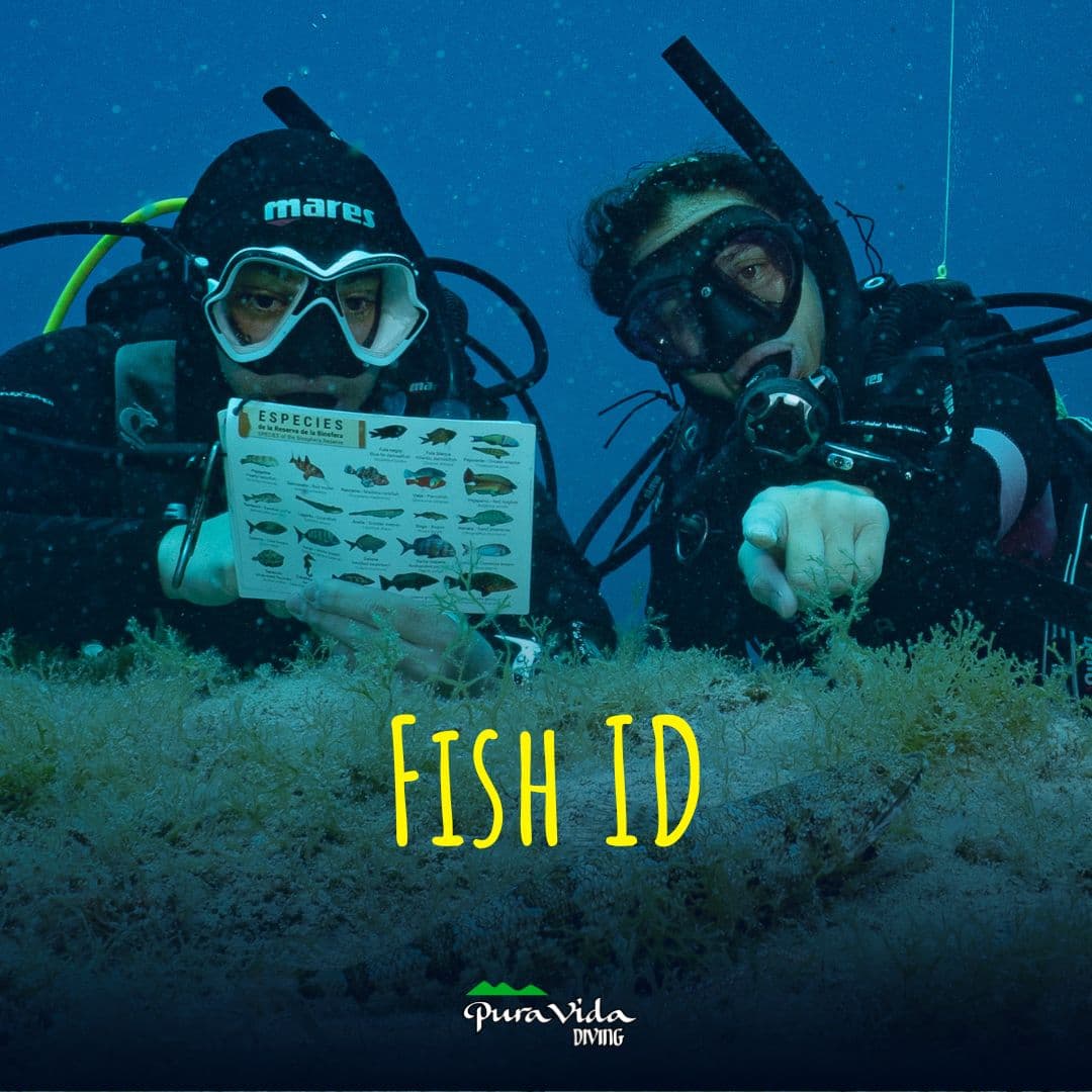 Identificación de Peces